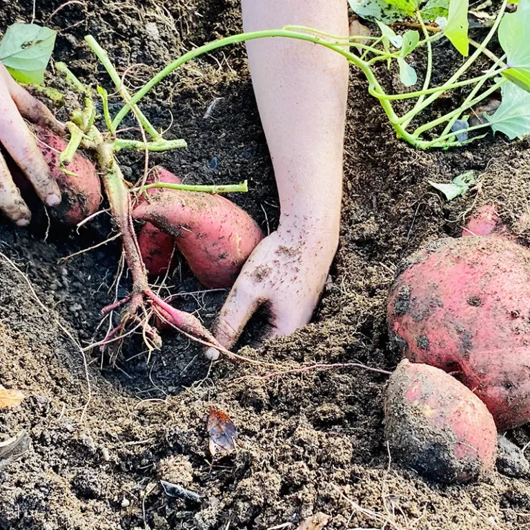 diggign-up-sweet-potato