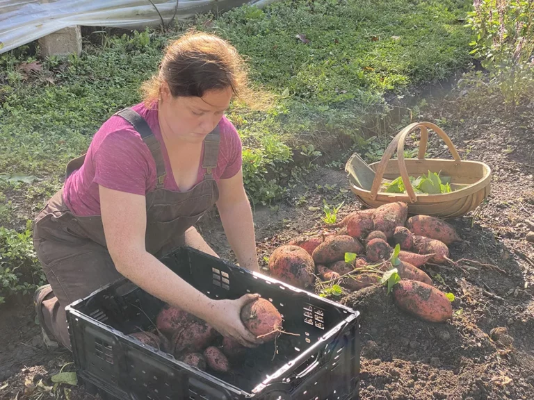 gathering-sweet-potatoes