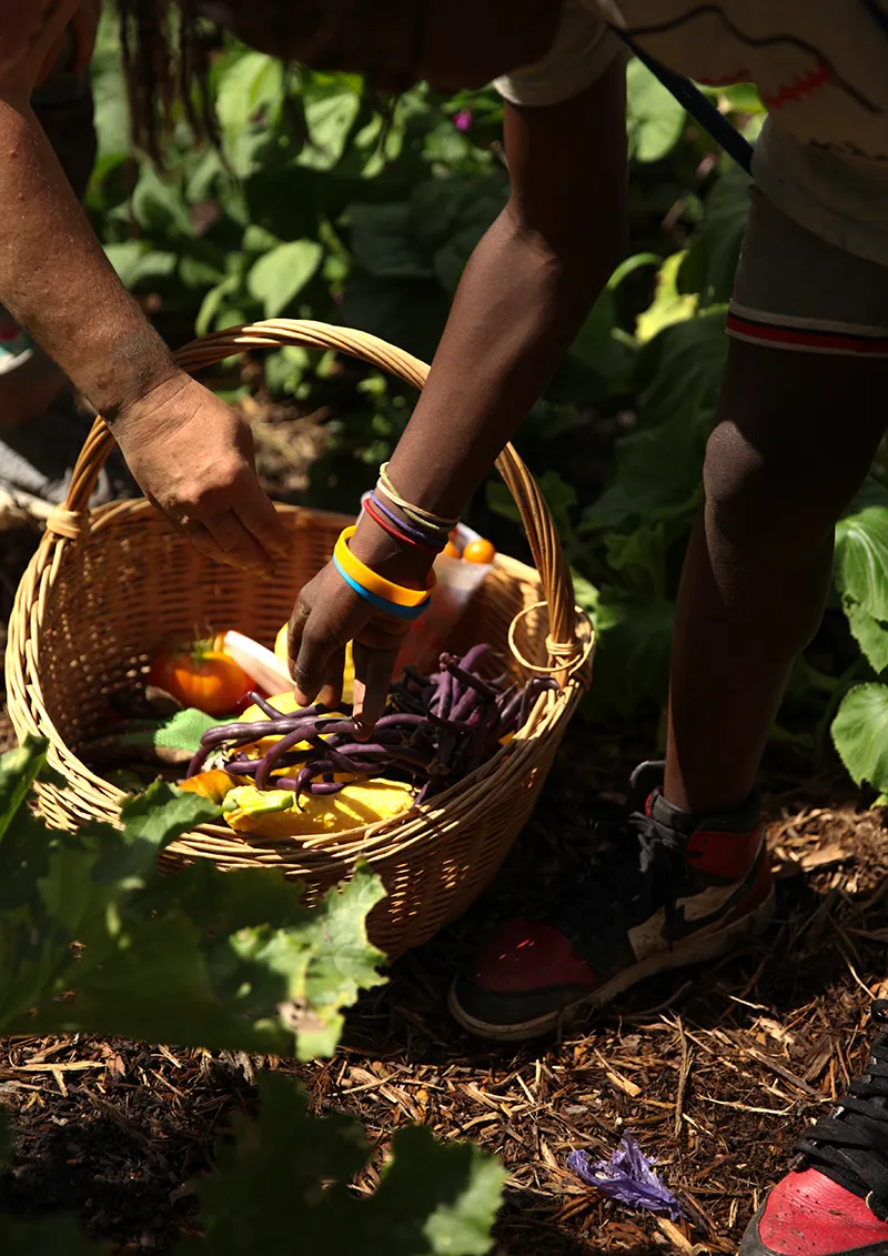 putting-vegetables-in-basket