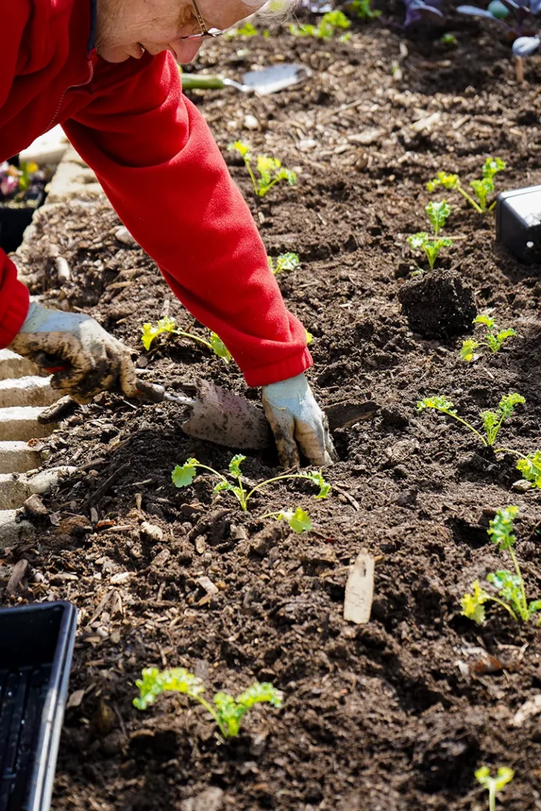 woman-planting