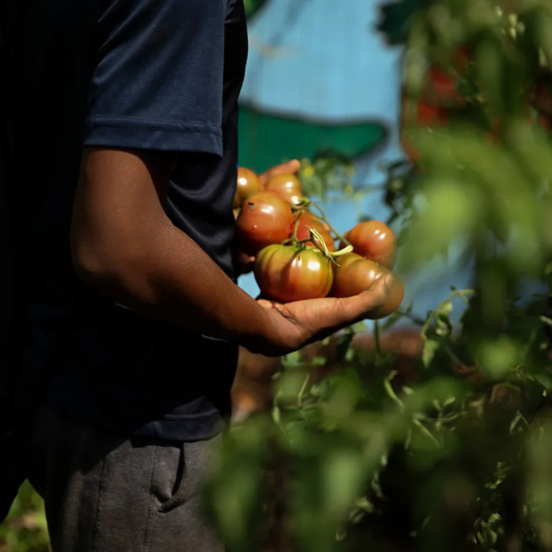 A closeup of a youth's arm holding a tomato harvest